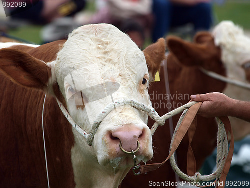 Image of Polled Hereford Bull