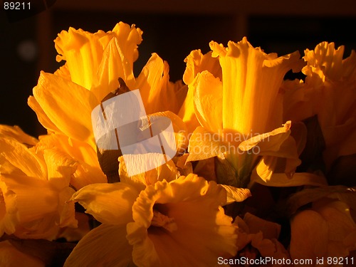 Image of Narcissus