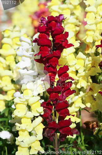 Image of snapdragon flower background