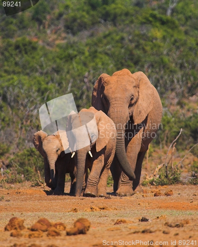 Image of Elephant Family