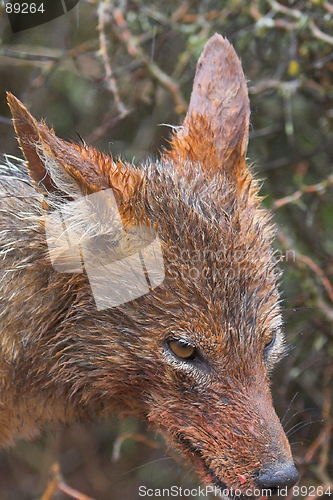 Image of Feeding Jackal