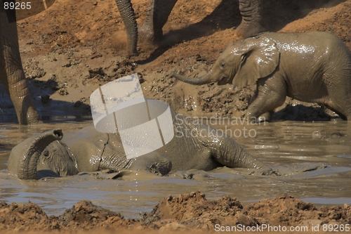 Image of Muddy Elephant