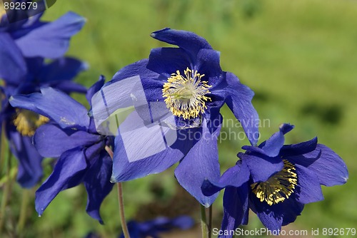 Image of Aquilegia glandulosa Flowers 