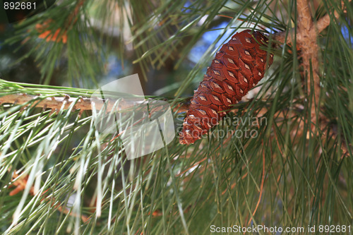 Image of Pine Cone