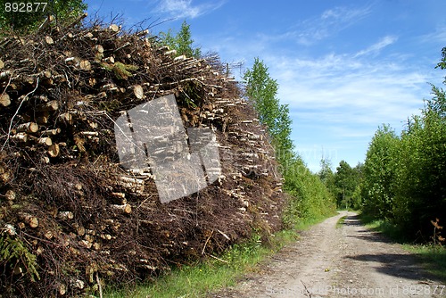 Image of Stack of Wood Fuel by Forest Road