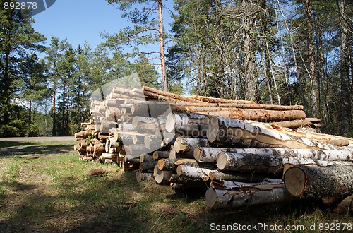 Image of Timber Logs Stacked in Spring Forest