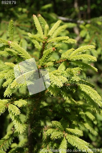 Image of Norway Spruce Shoots