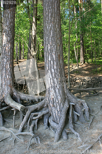 Image of Roots of old trees