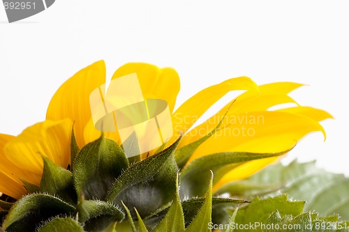 Image of Sunflower Helianthus annuus