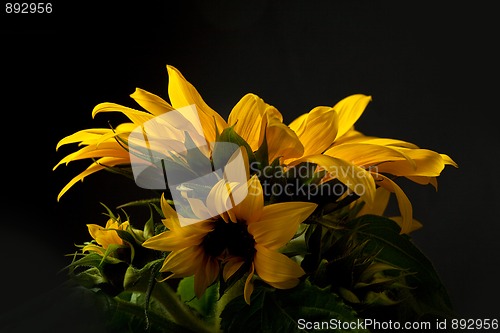 Image of Sunflower Helianthus annuus