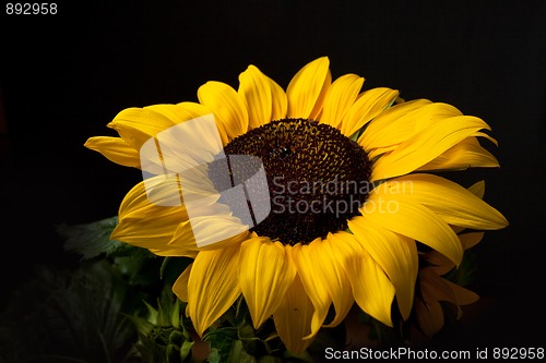 Image of Sunflower Helianthus annuus