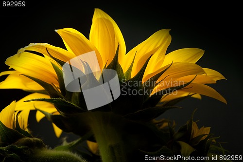 Image of Sunflower Helianthus annuus