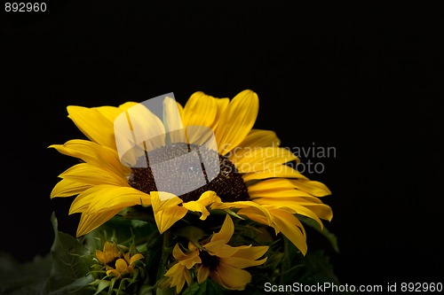 Image of Sunflower Helianthus annuus