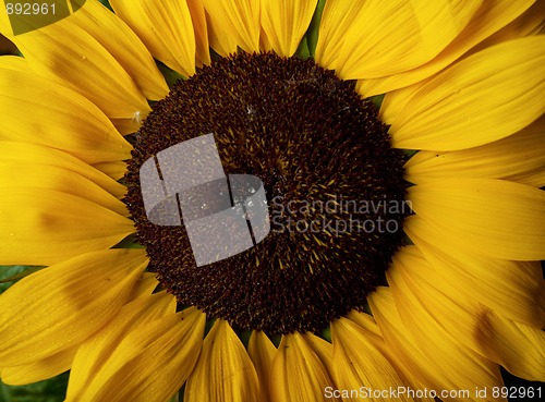 Image of Sunflower Helianthus annuus