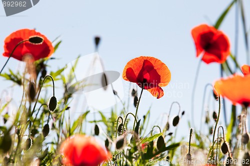 Image of Corn Poppy Flowers Papaver rhoeas