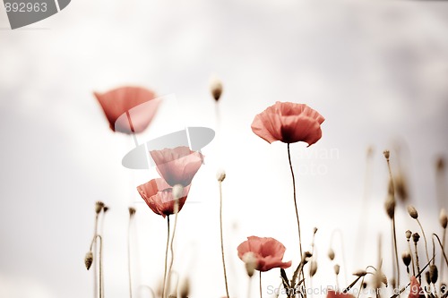 Image of Corn Poppy Flowers Papaver rhoeas