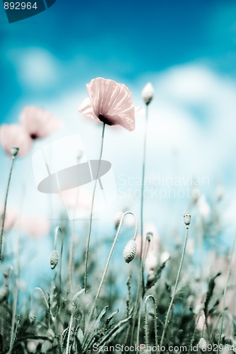 Image of Corn Poppy Flowers Papaver rhoeas