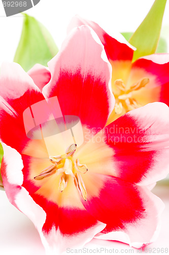Image of pink tulips 