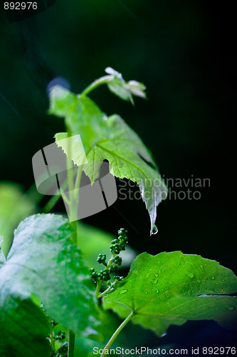 Image of green leaves