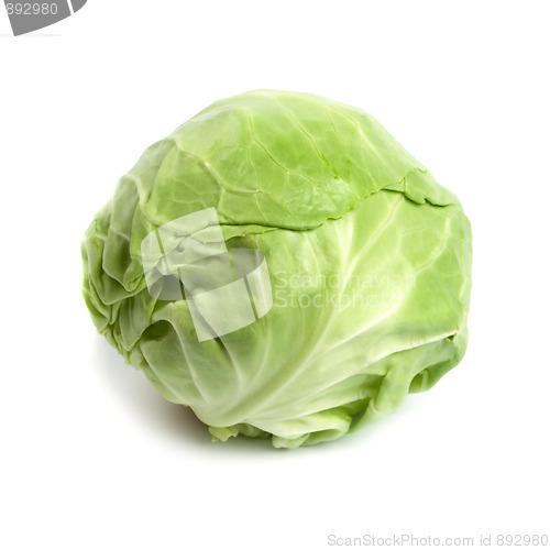 Image of green cabbage 