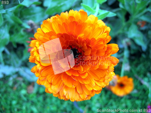 Image of OrangeBurst