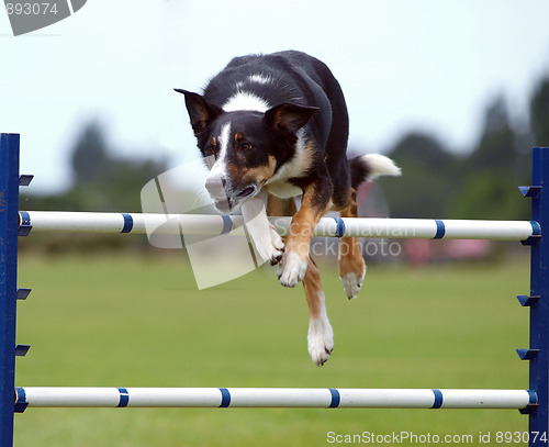 Image of Dog Clearing a Jump