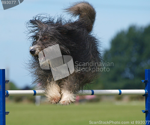 Image of Shaggy Dog Jumping
