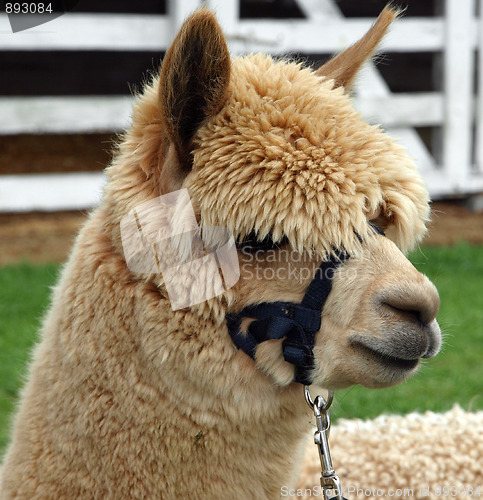 Image of Alpaca