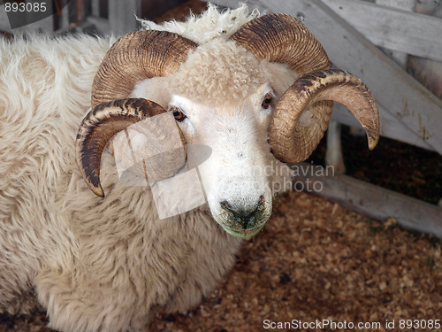 Image of Drysdale Ram