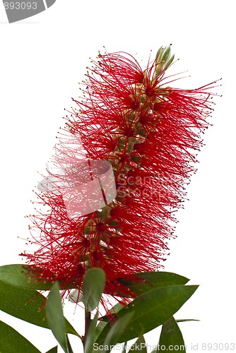 Image of Red bottle-brush tree (Callistemon)