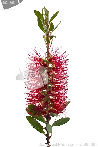 Image of Red bottle-brush tree (Callistemon)