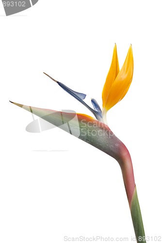 Image of Bird of paradise flower (Strelitzia reginae) isolated on white b