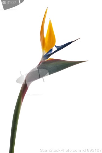 Image of Bird of paradise flower (Strelitzia reginae) isolated on white b