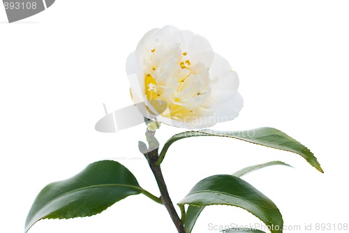 Image of White Camelia