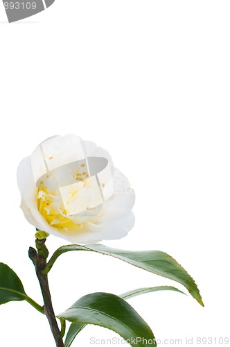 Image of White Camelia