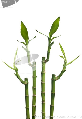 Image of Bamboo