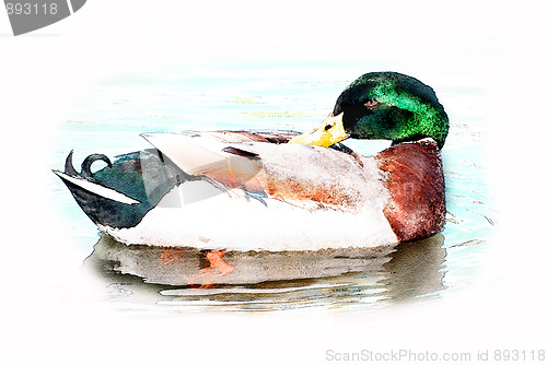Image of Duck