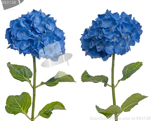 Image of Lacecap Hydrangea (macrophylla normalis)