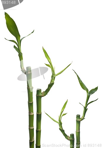 Image of Bamboo