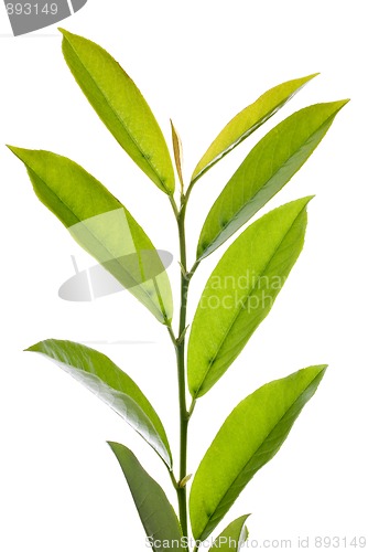 Image of Green Leafs