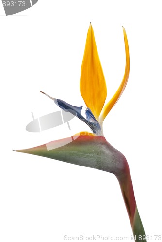 Image of Bird of paradise flower (Strelitzia reginae) isolated on white b