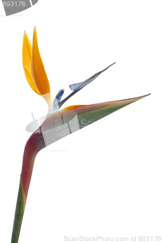 Image of Bird of paradise flower (Strelitzia reginae) isolated on white b