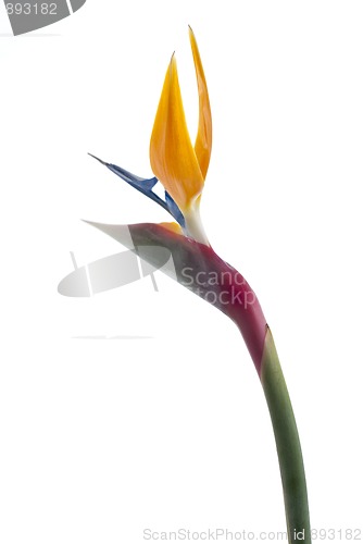 Image of Bird of paradise flower (Strelitzia reginae) isolated on white b