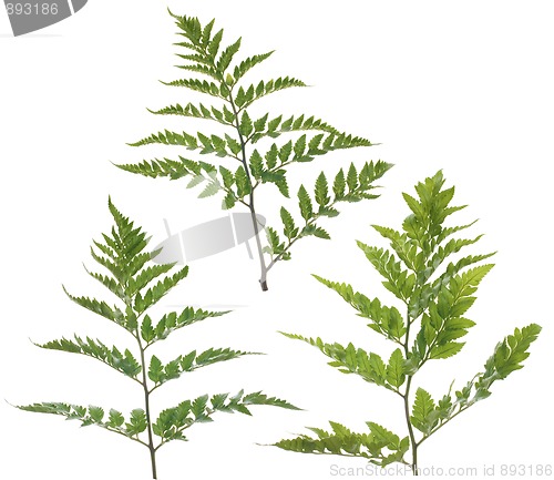 Image of Fern leafs