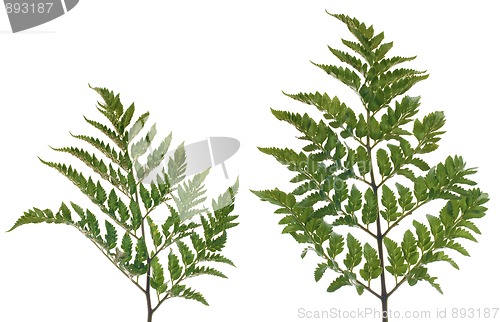 Image of Fern leafs