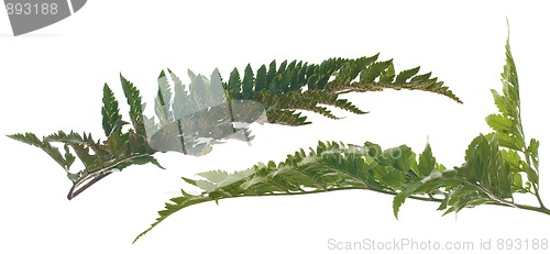 Image of Fern leafs