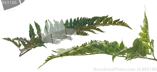 Image of Fern leafs