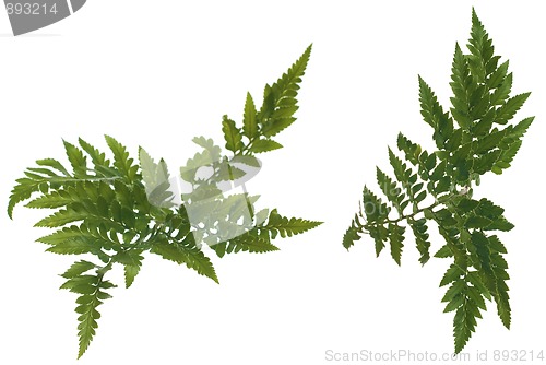Image of Fern leafs