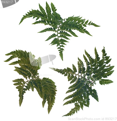 Image of Fern leafs
