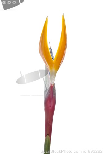 Image of Bird of paradise flower (Strelitzia reginae) isolated on white b